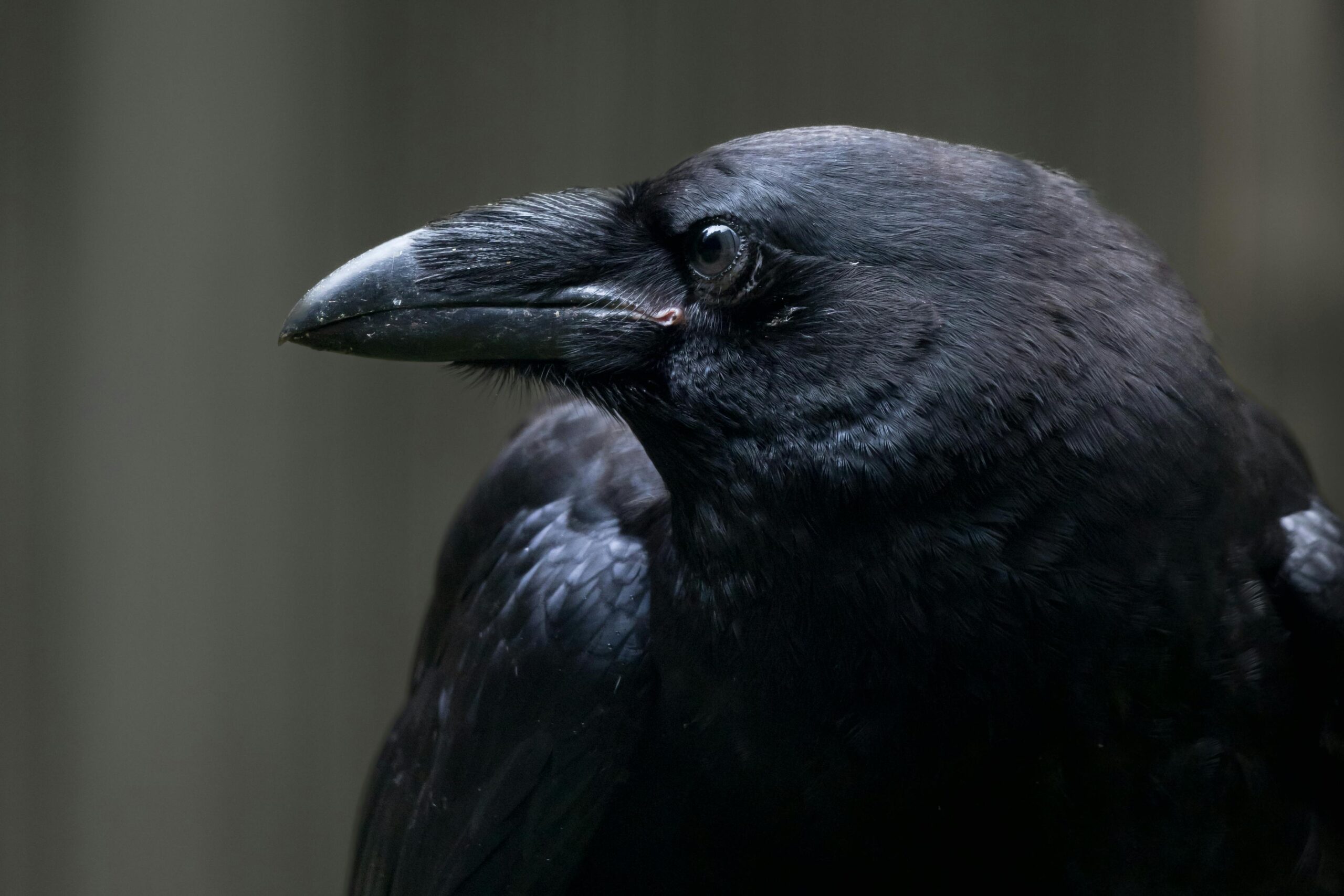 Money Maker Masterclass: Affiliate Marketing Erlernen 2 Kostenloses Stock Foto zu corvus corax, draußen, dunkles gefieder