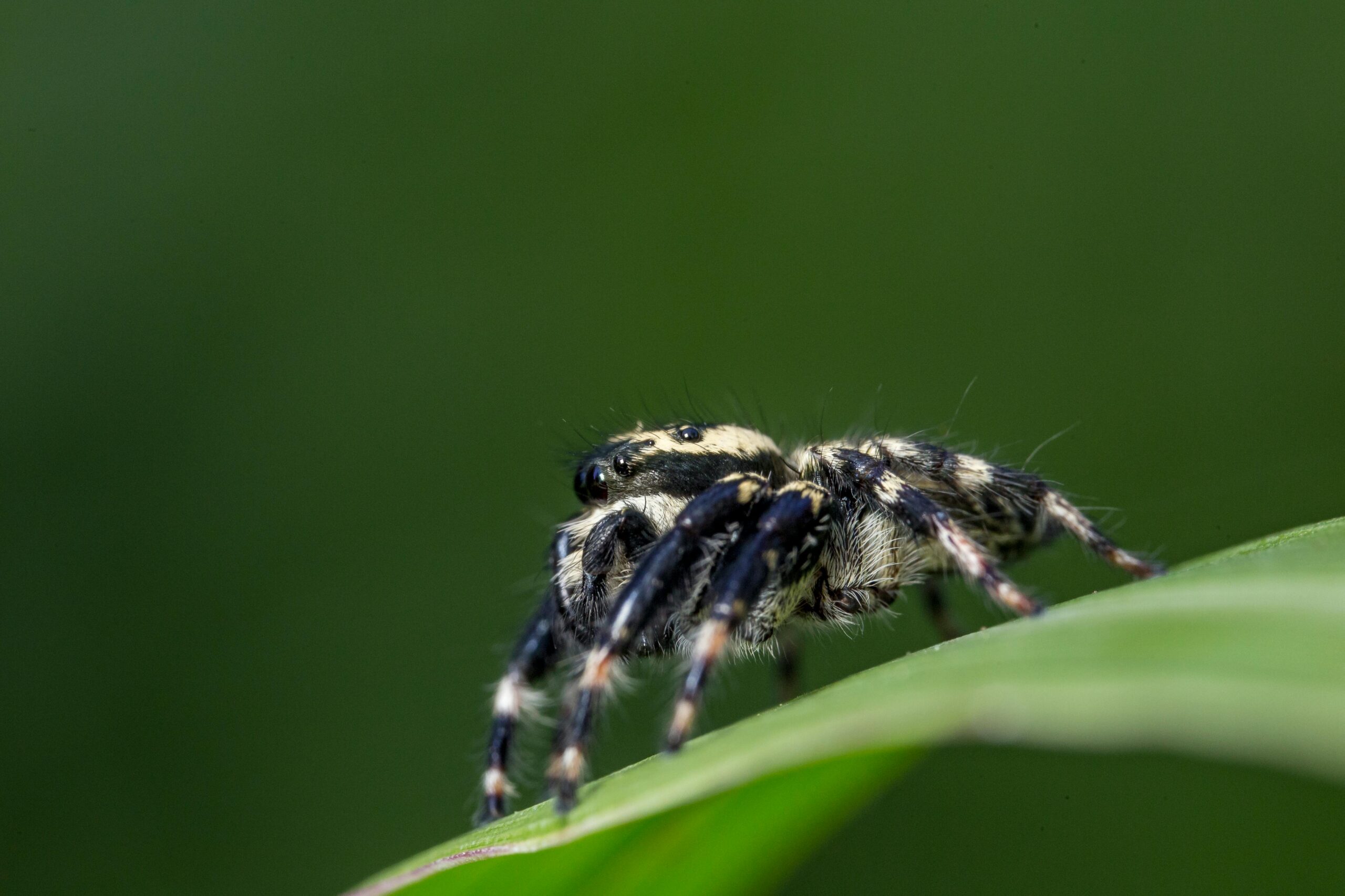 EngageGorilla: Innovative Marketingplattform von Torsten Jaeger 2 Vogelspinne In Der Nahaufnahmefotografie