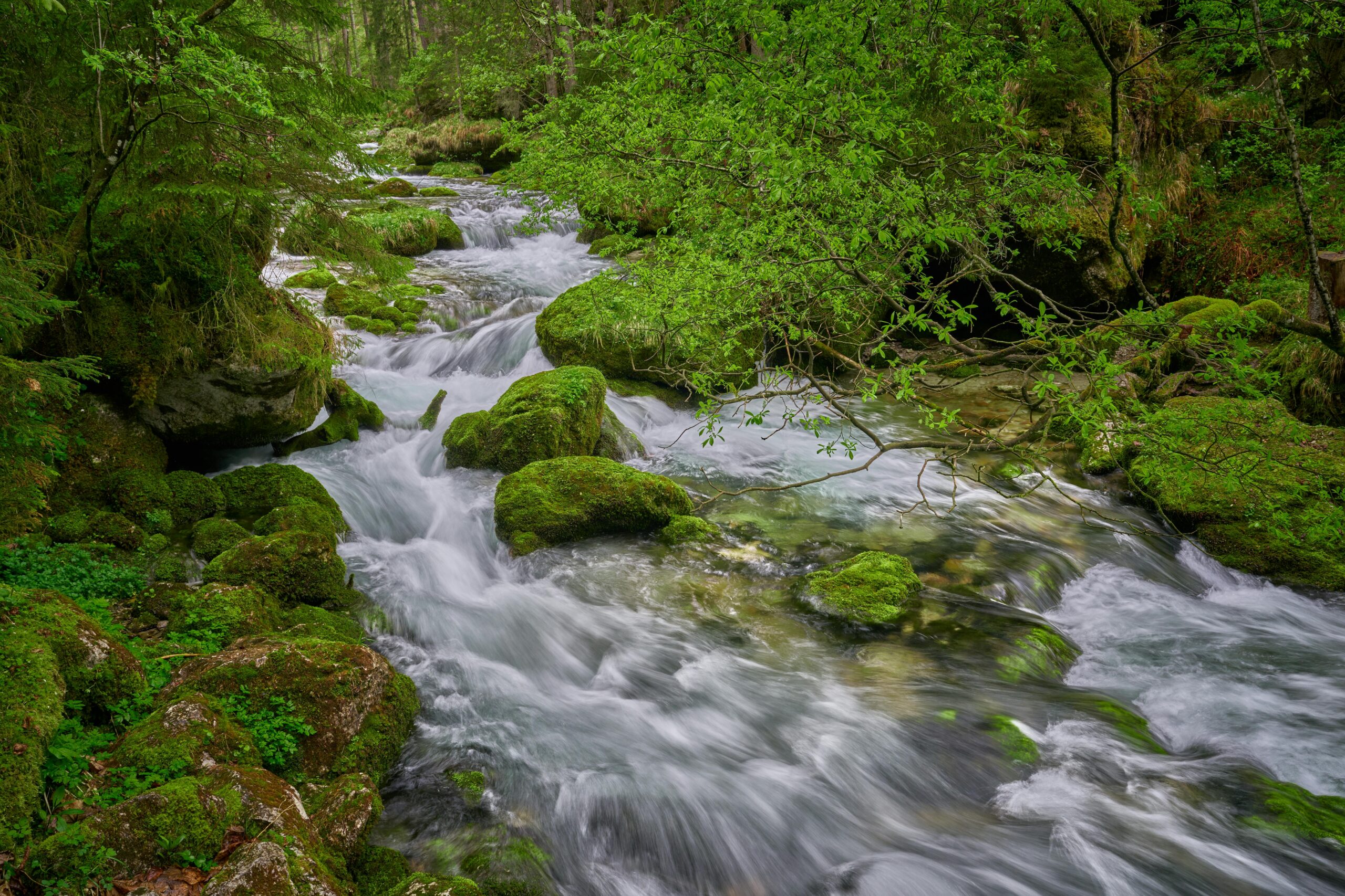Die häufigsten Fehler im Affiliate Marketing und deren Vermeidung 2 Ãppiger grüner Wald mit einem flieÃenden Bach in Golling an der Salzach, Ãsterreich. Perfekt für Naturliebhaber.