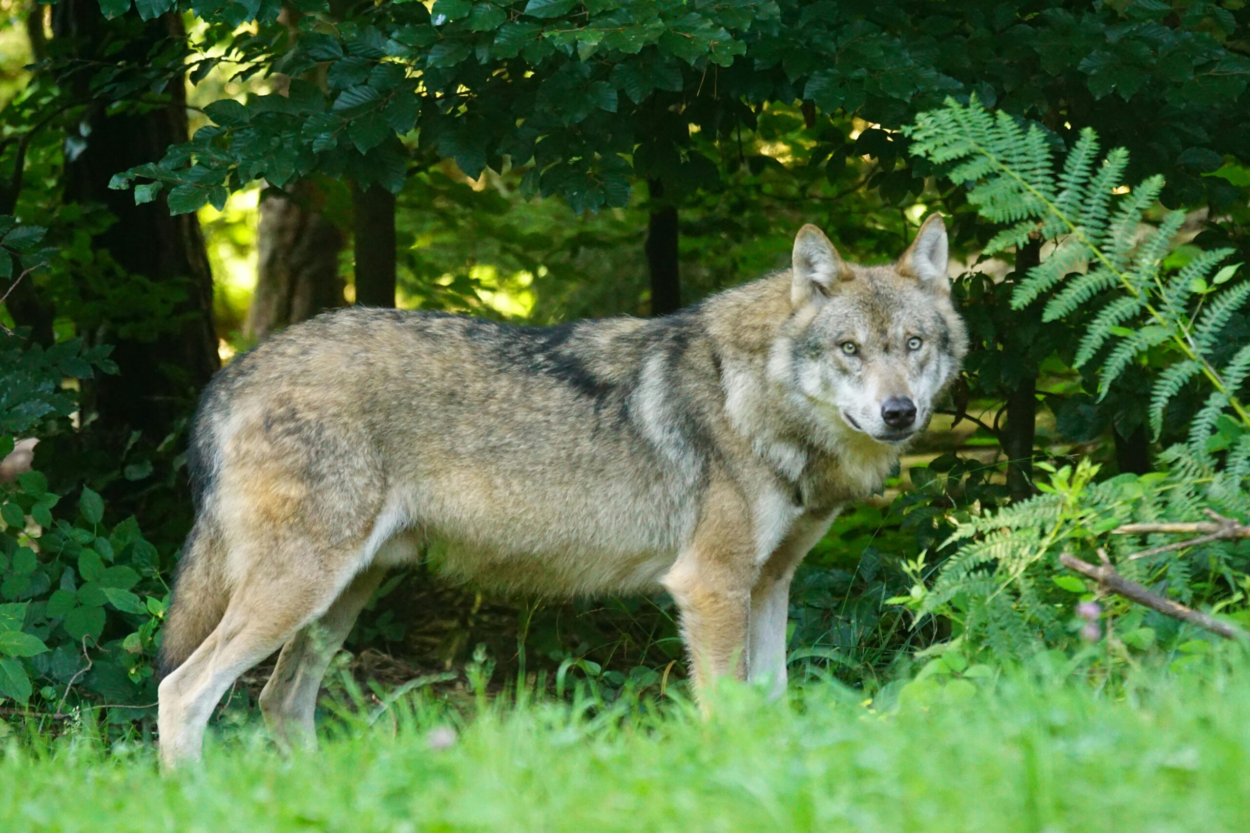 Torsten Jaeger: Wissenschaftler für KI und Datenanalyse 2 Brauner Wolf, Der Auf Grünem Gras Steht