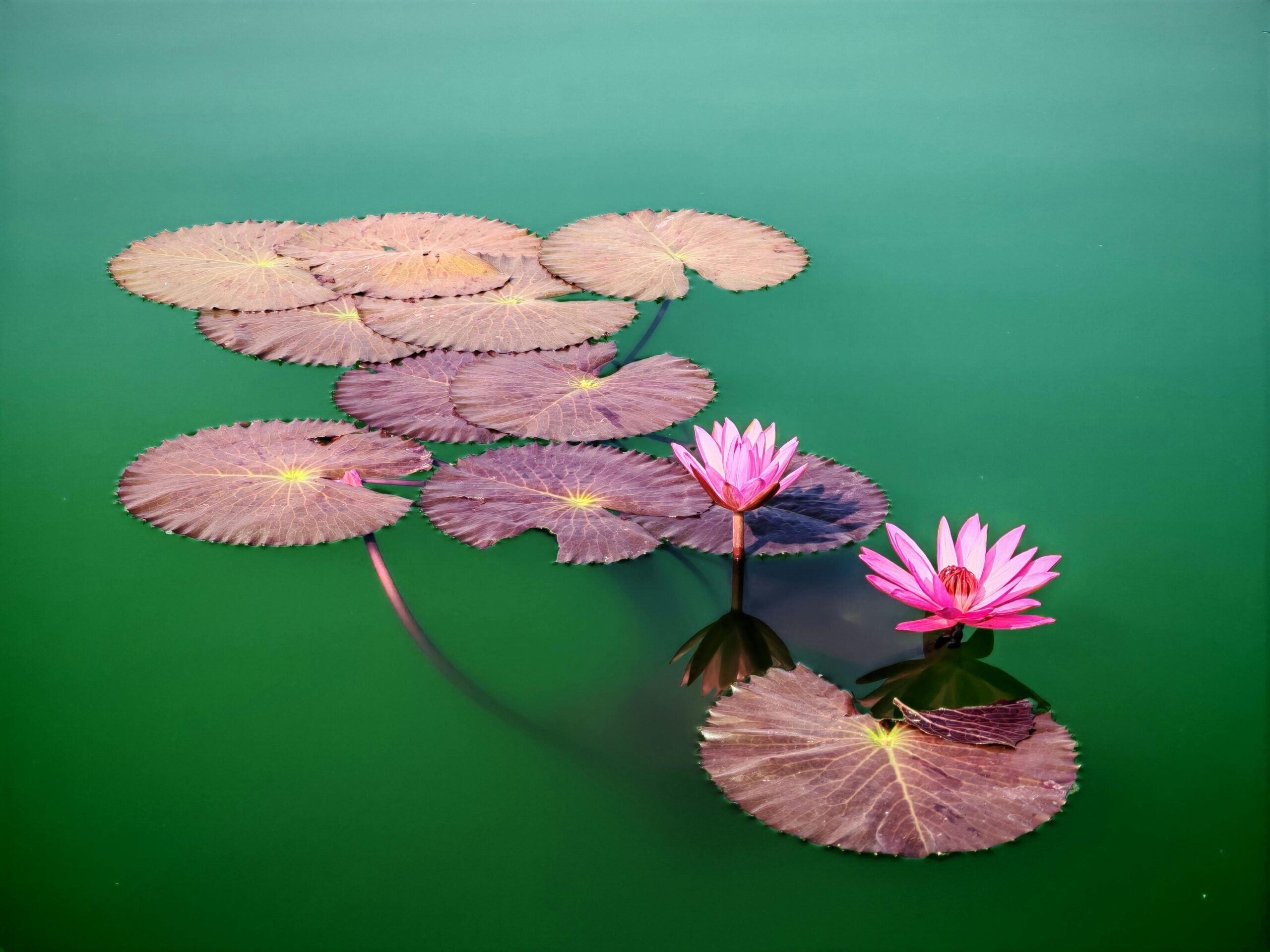 Simple Lead Machine: Systematisch qualifizierte Leads gewinnen 1